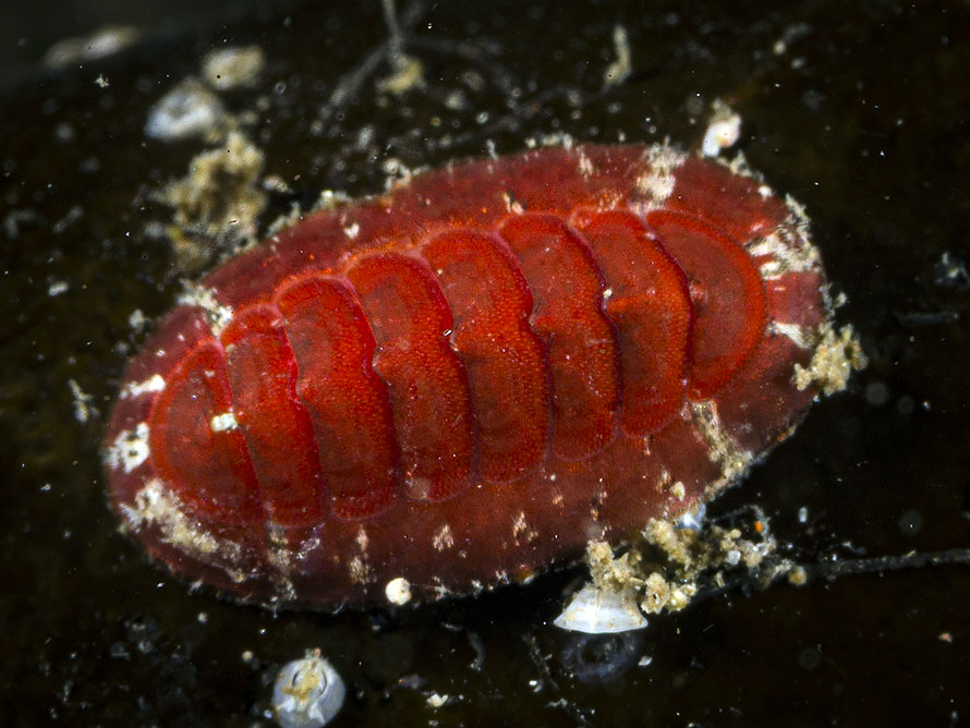 Callochiton septemvalvis